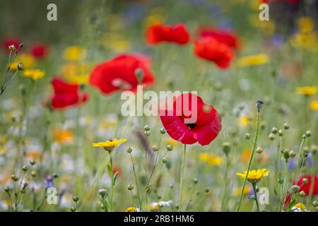 Nahaufnahme eines mehrfarbigen Blumengartens mit rotem Mohn in der Mitte Stockfoto