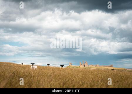 Eine Schafherde, die auf Feldern vor Dunstanburgh Castle, Northumberland, England, Großbritannien sitzt Stockfoto