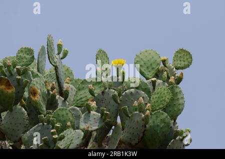 Stachelbirne, Opuntia sp. Stockfoto