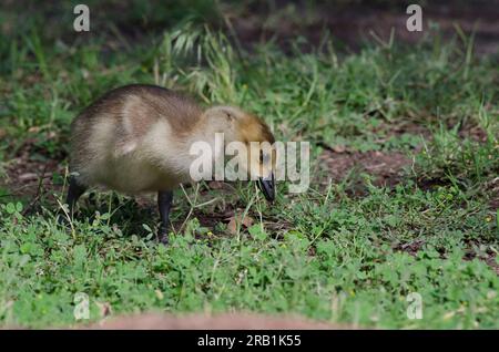Kanadier Gans, Branta canadensis, Gosling, Fütterung Stockfoto