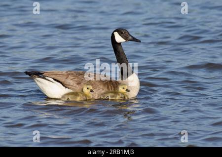 Canada Gänse, Branta canadensis, Erwachsener mit Schwimmunterwäsche Stockfoto