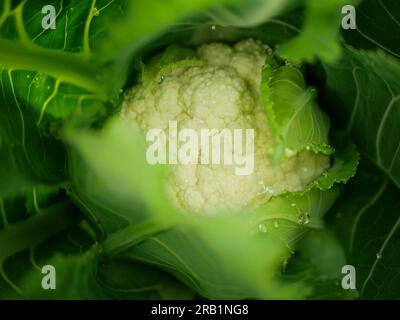 Blumenkohlkopf Nahaufnahme weißes Feld Biodetail Kohlblätter Blattköpfe Brassica oleracea botrytis sabauda Land Wurzelpflanzen Gemüseplantage Stockfoto