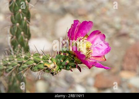 Aus nächster Nähe: Cane cholla cactus (Cylindropuntia imbricata) Magenta blüht in der Wüste Chihuahuan. Stockfoto