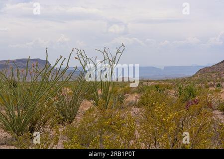 Ocotillo (Fouquieria splendens) steht über dem Feld des Kreosotenbusches (Larrea tridentata) und des violetten Stachelbirnkaktus (Opuntia macrocentra) in Chihuahu Stockfoto