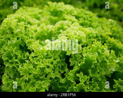 Lollo Rosso grüner Kopfsalat Farm frische Bio-Locken Lactuca sativa ernten Bauer frisch wachsender Bio-Ernte Gemüse Frühlingsstiel dicker Bauer fa Stockfoto