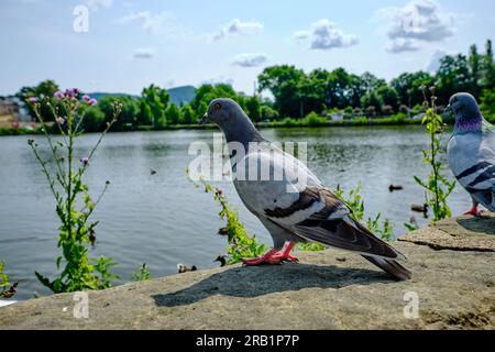 Ein paar Tauben am Flussufer oder Teich in einem Stadtpark an einem sonnigen Tag. Auf einer Steinmauer sitzen und viele Enten auf dem Wasser beobachten. Stockfoto