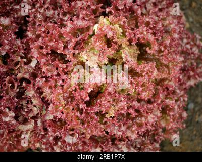 Lollo Rosso grüner Kopfsalat Farm frische Bio-Locken Lactuca sativa ernten Bauer frisch wachsender Bio-Ernte Gemüse Frühlingsstiel dicker Bauer fa Stockfoto