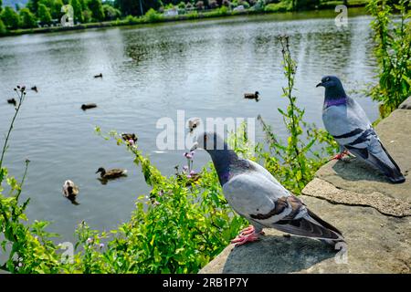 Ein paar Tauben am Flussufer oder Teich in einem Stadtpark an einem sonnigen Tag. Auf einer Steinmauer sitzen und viele Enten auf dem Wasser beobachten. Stockfoto