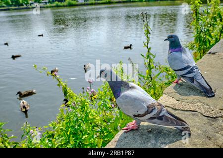 Ein paar Tauben am Flussufer oder Teich in einem Stadtpark an einem sonnigen Tag. Auf einer Steinmauer sitzen und viele Enten auf dem Wasser beobachten. Stockfoto