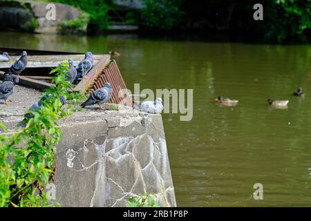 Tauben ruhen sich an einem sonnigen Tag auf einem Teich in einem Stadtpark aus. Sie saßen auf einem Betonfeuer in der Nähe des Wassers. Stockfoto