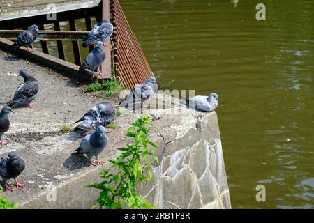 Tauben ruhen sich an einem sonnigen Tag auf einem Teich in einem Stadtpark aus. Sie saßen auf einem Betonfeuer in der Nähe des Wassers. Stockfoto