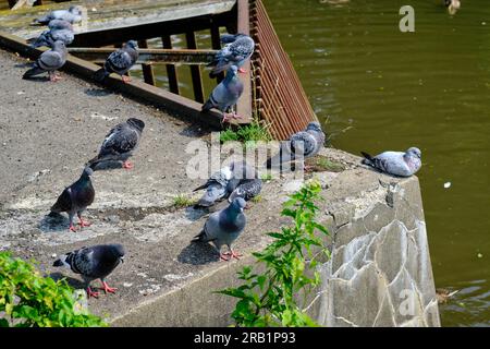 Tauben ruhen sich an einem sonnigen Tag auf einem Teich in einem Stadtpark aus. Sie saßen auf einem Betonfeuer in der Nähe des Wassers. Stockfoto