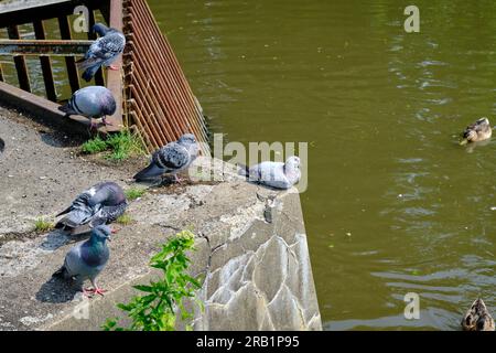 Tauben ruhen sich an einem sonnigen Tag auf einem Teich in einem Stadtpark aus. Sie saßen auf einem Betonfeuer in der Nähe des Wassers. Stockfoto
