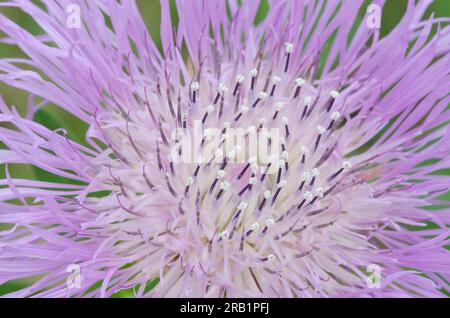 Amerikanischer Starthistle, Plectocephalus americanus Stockfoto