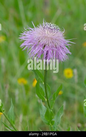 Amerikanischer Starthistle, Plectocephalus americanus Stockfoto