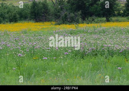 American Starthistle, Plectocephalus americanus und Plains Coreopsis, Coreopsis tinctoria Stockfoto