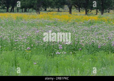 American Starthistle, Plectocephalus americanus und Plains Coreopsis, Coreopsis tinctoria Stockfoto