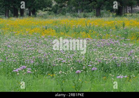 American Starthistle, Plectocephalus americanus und Plains Coreopsis, Coreopsis tinctoria Stockfoto