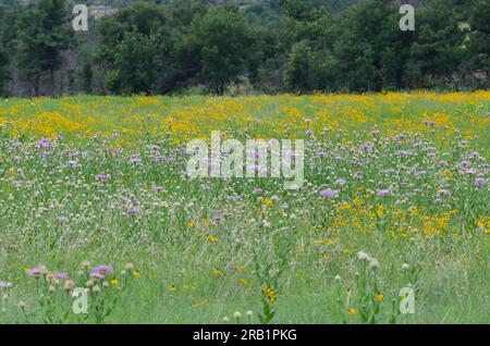 American Starthistle, Plectocephalus americanus und Plains Coreopsis, Coreopsis tinctoria Stockfoto