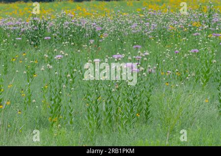 American Starthistle, Plectocephalus americanus und Plains Coreopsis, Coreopsis tinctoria Stockfoto