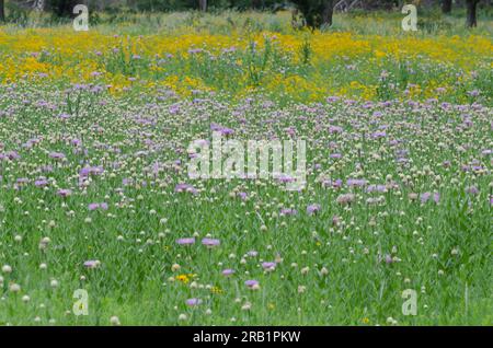 American Starthistle, Plectocephalus americanus und Plains Coreopsis, Coreopsis tinctoria Stockfoto