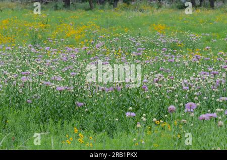 American Starthistle, Plectocephalus americanus und Plains Coreopsis, Coreopsis tinctoria Stockfoto