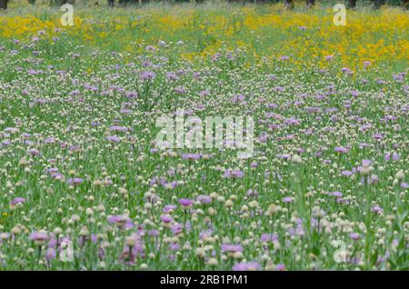 American Starthistle, Plectocephalus americanus und Plains Coreopsis, Coreopsis tinctoria Stockfoto