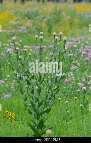 American Starthistle, Plectocephalus americanus und Plains Coreopsis, Coreopsis tinctoria Stockfoto