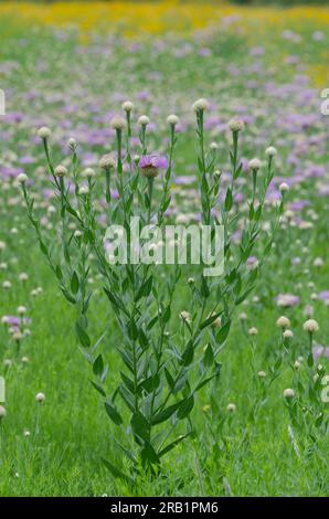 American Starthistle, Plectocephalus americanus und Plains Coreopsis, Coreopsis tinctoria Stockfoto