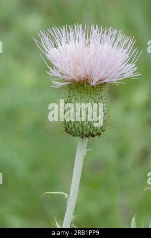 Wavyleaf Thistle, Cirsium undulatum Stockfoto