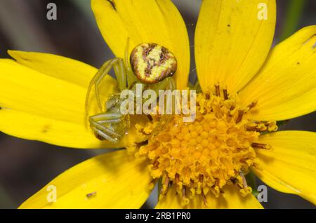 Krabbenspinne, Mecaphesa sp., sich von einer anderen Krabbenspinne ernähren, Mecaphesa sp., auf Largeflower Tickseed, Coreopsis grandiflora Stockfoto