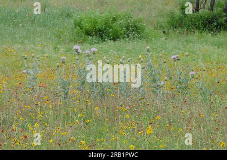 Wavyleaf Thistle, Cirsium undulatum Stockfoto