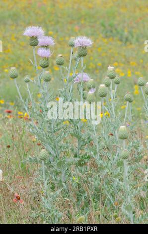 Wavyleaf Thistle, Cirsium undulatum Stockfoto