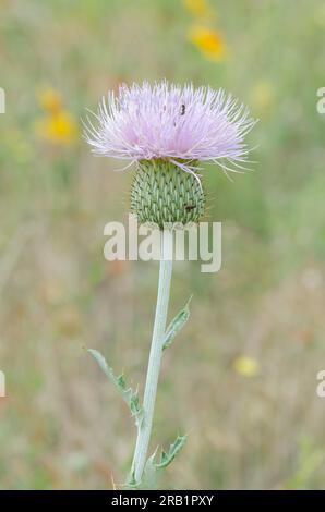 Wavyleaf Thistle, Cirsium undulatum Stockfoto