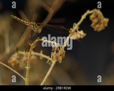 libelle auf trockenem Gras am Morgen, Nahaufnahme des Fotos Stockfoto