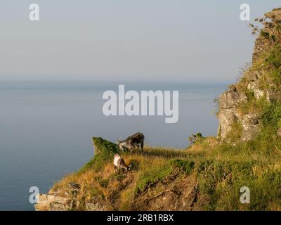 Wilde Ziegen auf Klippen in der Nähe des Valley of Rocks in North Devon, England. Stockfoto