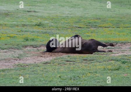 American Bison, Bison Bison, Bullen, die im Dreck rumrollen Stockfoto