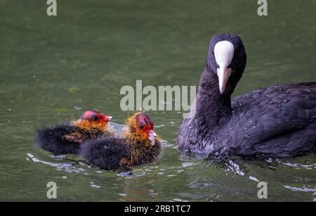 Nahaufnahme von zwei neugeborenen Coot-Küken, die von ihrer Mutter mit dem Wasser gefüttert werden Stockfoto