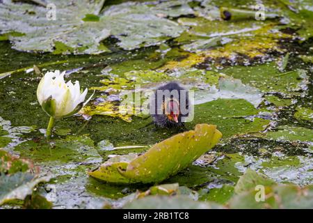 Kleines Baby Coot läuft auf grünen Lilienpolstern auf der Wasseroberfläche neben der weißen Lilie Stockfoto