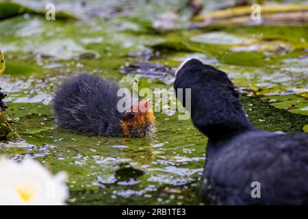 Kleines Baby frisst auf grünen Lilienpolstern auf der Wasseroberfläche, der Kopf ist gebogen und bittet den Elternvogel um Nahrung. Stockfoto