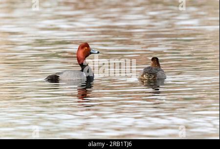 Eine rothaarige Ente mit verlängertem Hals, die versucht, die Aufmerksamkeit einer Frau zu erregen, während die Brutzeit naht. Stockfoto