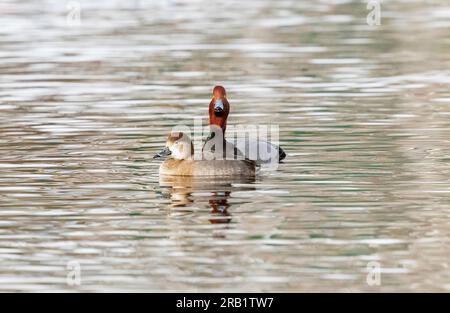 Eine rothaarige Ente mit einem langen, gestreckten Hals, die hinter einem Weibchen ein Brautwerbsritual durchführt. Stockfoto