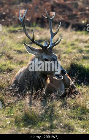 Rotwild-Hirsch liegt im Liegen, Contra jour, Herbstfarbe Stockfoto