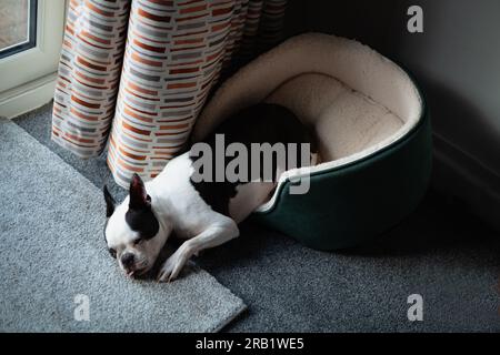 Boston Terrier halb rein und halb raus aus einem Haustierbett. Der Hund liegt neben dem Fensterlicht neben einem Vorhang und auf einem Teppich. Ihre Zunge ist raus. Stockfoto