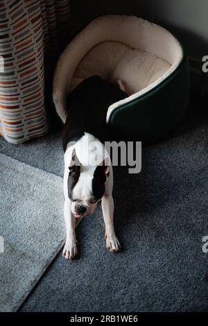 Boston Terrier halb rein und halb raus aus einem Haustierbett. Der Hund liegt neben dem Fensterlicht neben einem Vorhang und auf einem Teppich. Ihre Zunge ist raus. Stockfoto