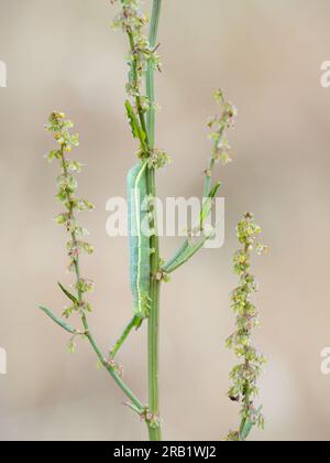 Winkelschatten Mottenraupe, Phlogophora meticulosa. Stockfoto