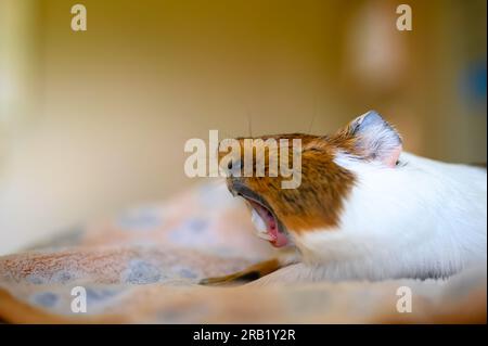 Seitenansicht eines müden Meerschweinchens, das beim Dehnen und Gähnen auf einer Decke liegt. Stockfoto