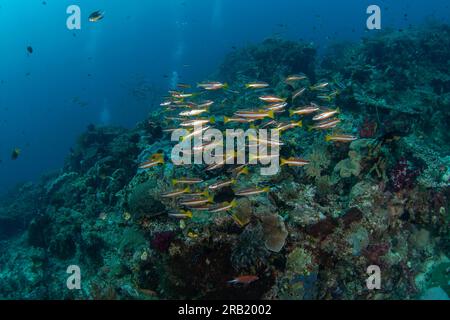 Lutjanus biguttatus beim Tauchgang in Raja Ampat. Zwei Schnapper auf dem Meeresboden in Indonesien. Meereslebewesen. Kleine Fische mit zwei orangefarbenen Streifen Stockfoto