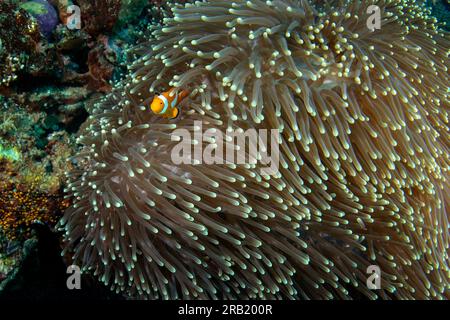 Falscher Clownanemonfisch auf dem Grund. Cellaris clownfish bei Symbiose mit der anemon. Falscher Percula-Clownfisch während des Tauchgangs in Raja Ampat. Kleiner oran Stockfoto