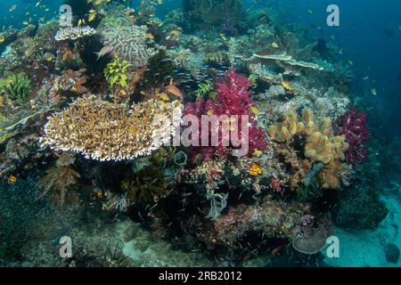 Reichlich Meer in Raja Ampat. Sporttauchen in Indonesien. Der Boden ist voller Korallen, Anemonen und Fischen Stockfoto